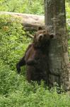  Brown bear ( Ursus arctos)