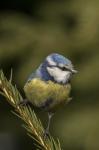 Sýkora modřinka (Parus caeruleus)