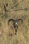 Mouflon (Ovis musimon)