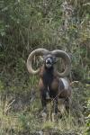 Mouflon (Ovis musimon)