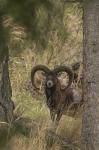 Mouflon (Ovis musimon)