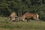 Red Deer (Cervus elaphus)