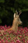  roe Deer ( Capreolus capreolus )