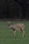  roe Deer ( Capreolus capreolus )