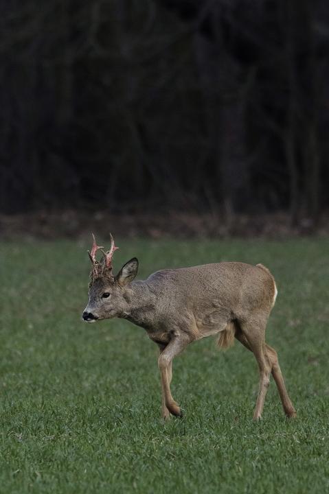  Srnec obecný ( Capreolus capreolus )
