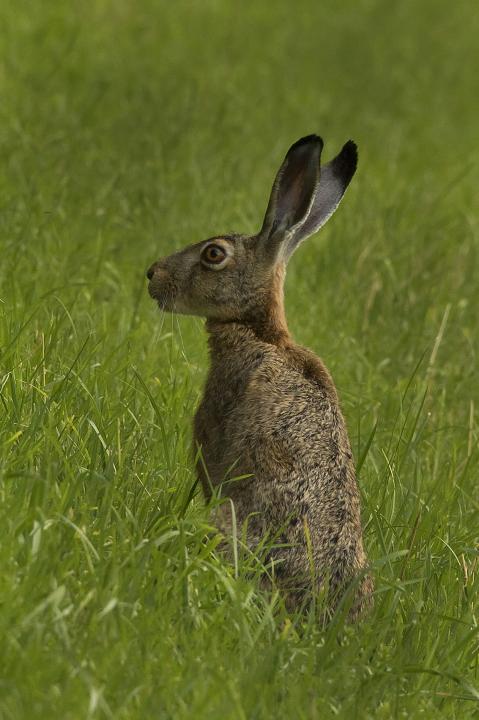 Zajíc polní  (Lepus europaeus)