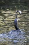 Cormorant (Phalacrocorax aristotelis)