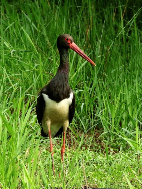 Čáp černý (Ciconia nigra)