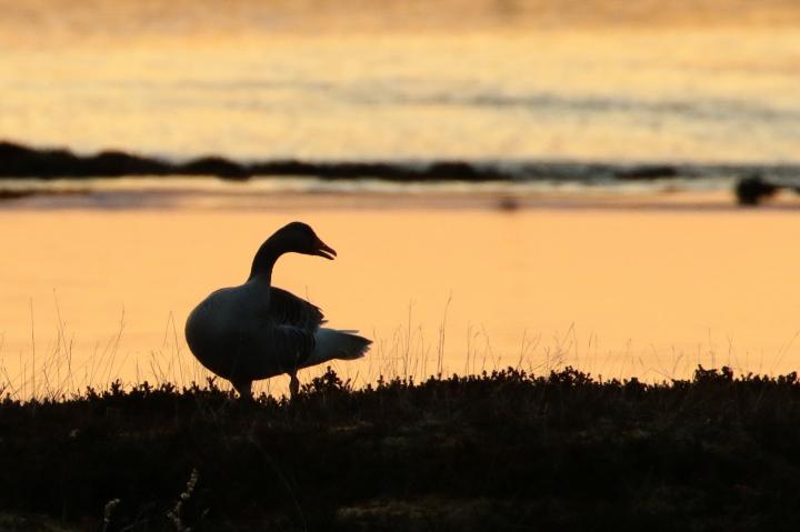 Husa velká (Anser anser)
