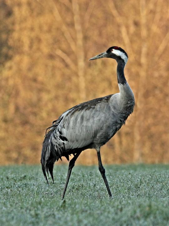  Jeřáb popelavý  ( Grus grus)