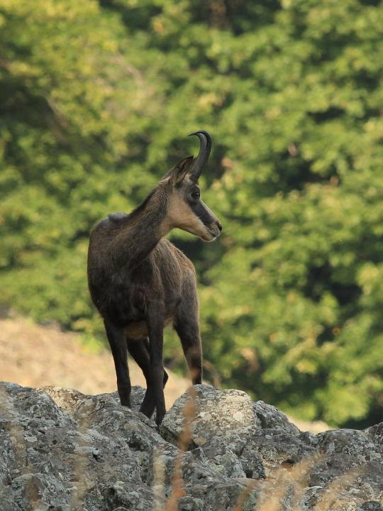 Kamzík horský (Rupicapra rupicapra)