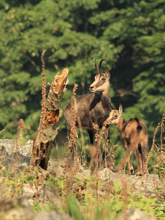 Kamzík horský (Rupicapra rupicapra)