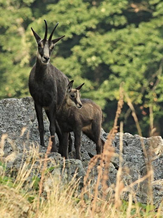 Kamzík horský (Rupicapra rupicapra)