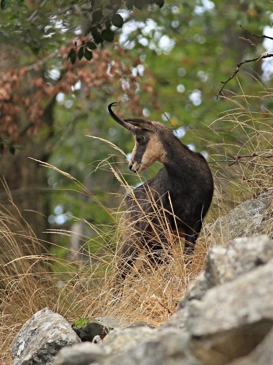 Kamzík horský (Rupicapra rupicapra)