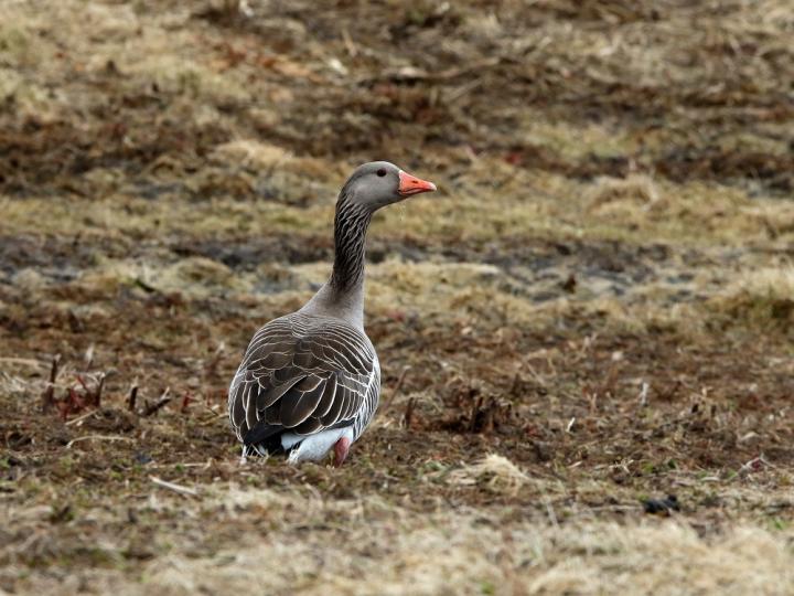Husa velká (Anser anser)