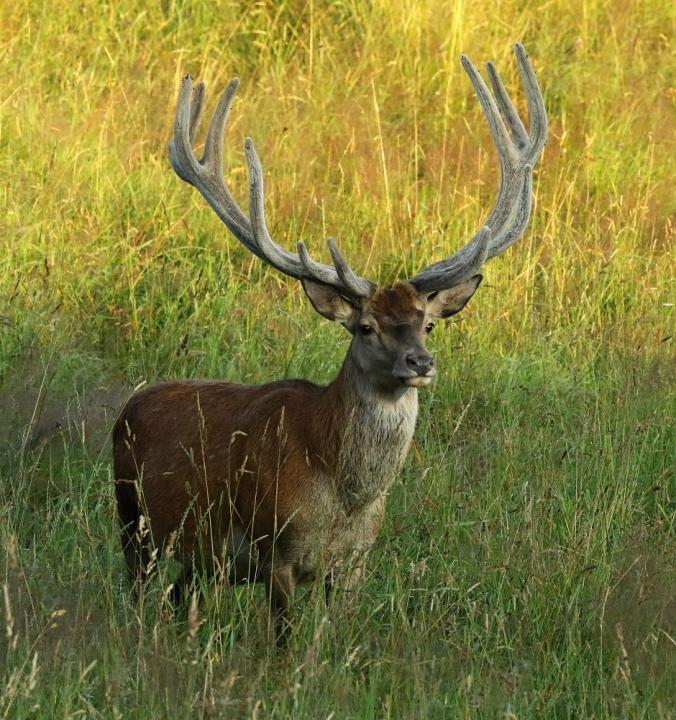 Jelen lesní (Cervus elaphus)