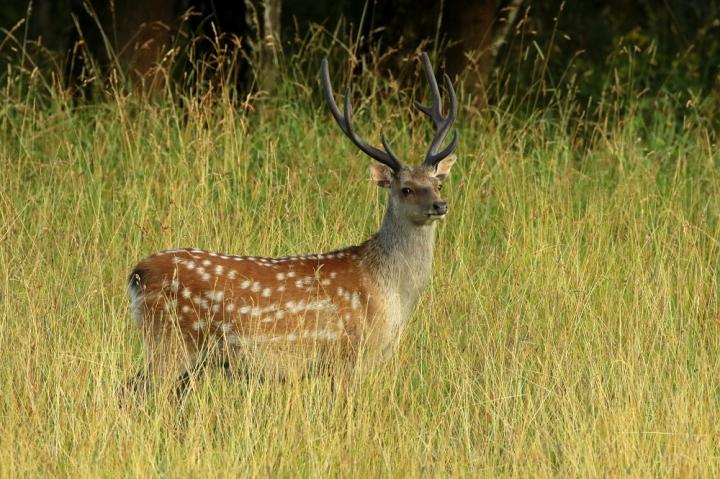 Jelen sika japonský (Cervus nippon nippon)