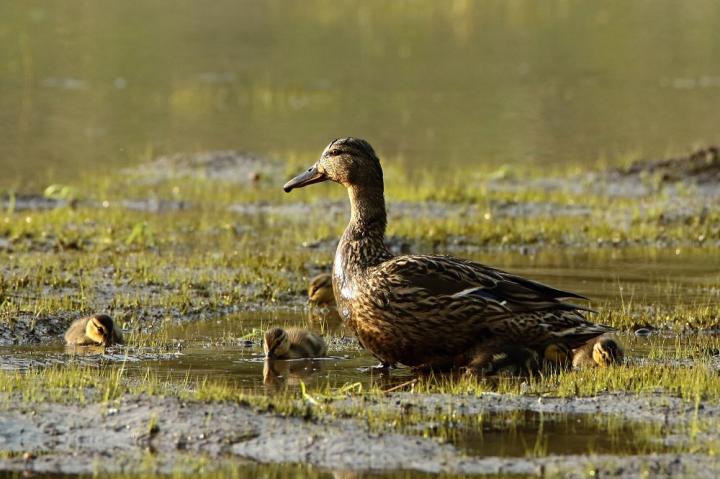 Kachna divoká (Anas platyrhynchos)