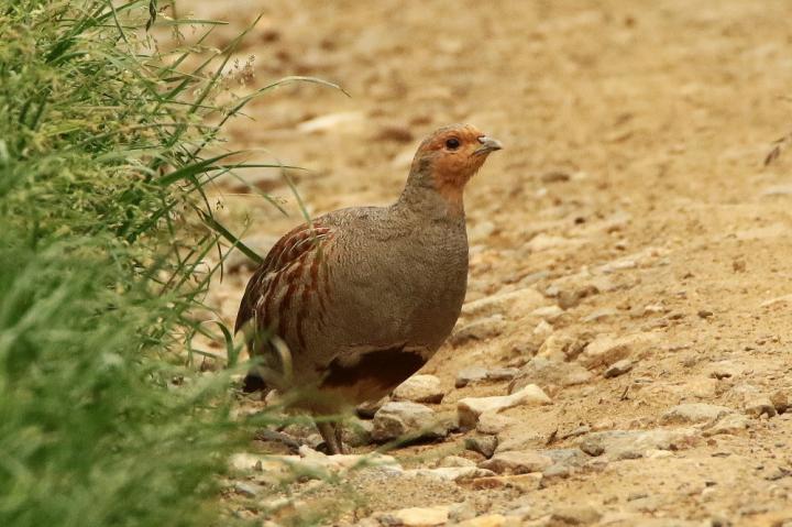 Koroptev polní (Perdix perdix)
