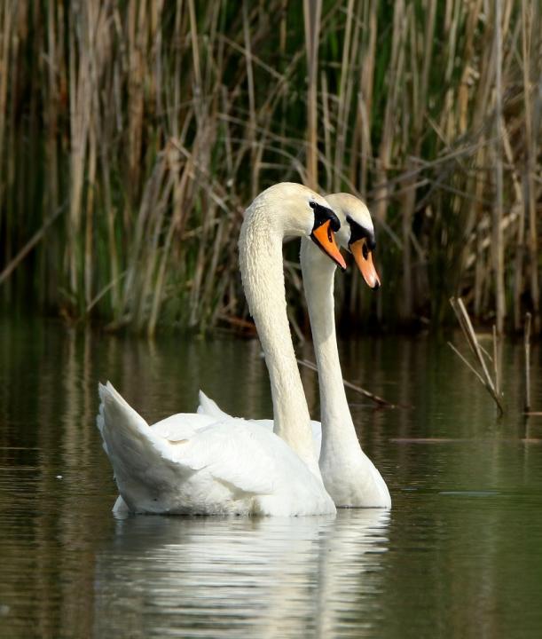  Labuť velká ( Muta olor)