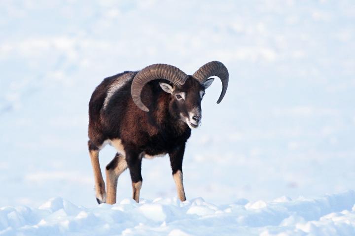 Muflon (Ovis musimon)