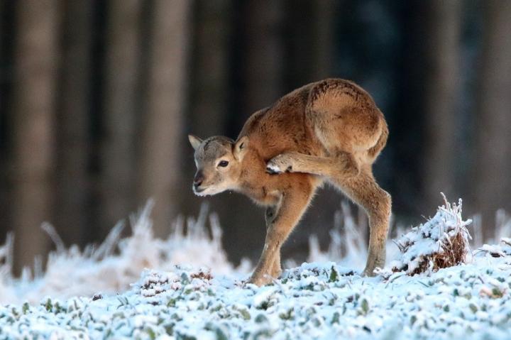 Muflon (Ovis musimon)