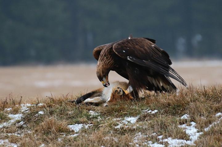 Orel skalní (Aquila chrysaetos)