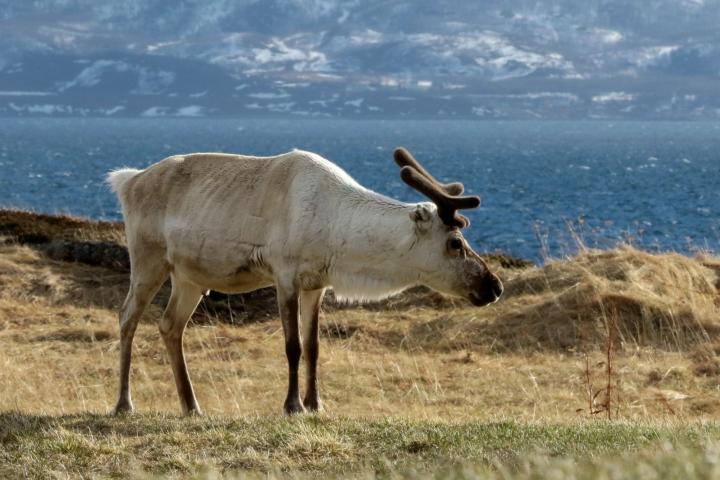 Sob polární (Rangifer tarandus)