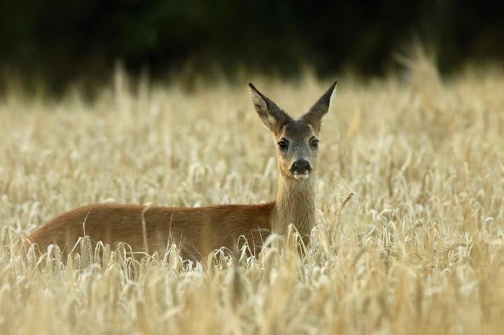  Srnec obecný ( Capreolus capreolus )