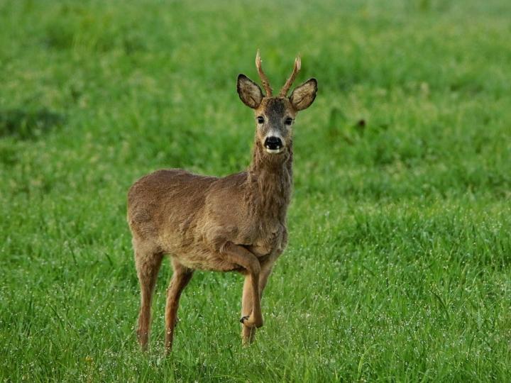  Srnec obecný ( Capreolus capreolus )