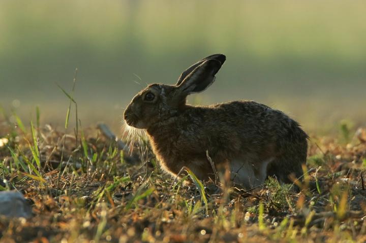 Zajíc polní  (Lepus europaeus)