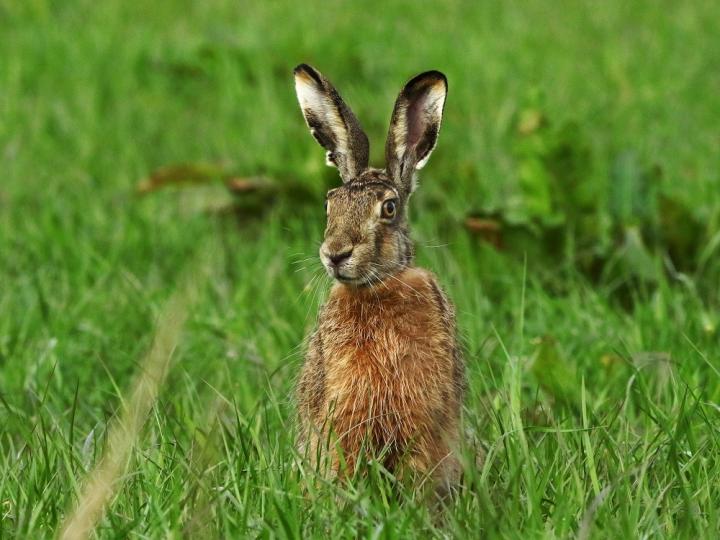 Zajíc polní  (Lepus europaeus)