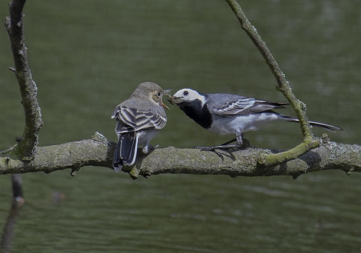 Konipas bílý  (Motacilla alba)