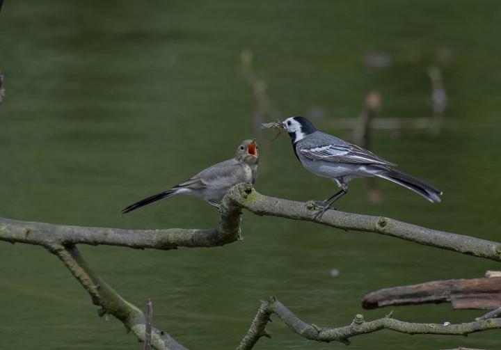 Konipas bílý  (Motacilla alba)