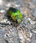 Jewel Beetle (Lamprodila rutilans)