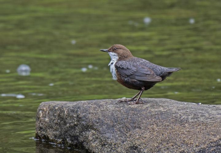 Skorec vodní (Cinclus cinclus)
