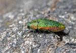 Jewel Beetle (Lamprodila rutilans)