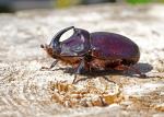 European Rhinoceros Beetle (Oryctes nasicornis)