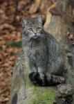 Wild Cat (Felis silvestris)