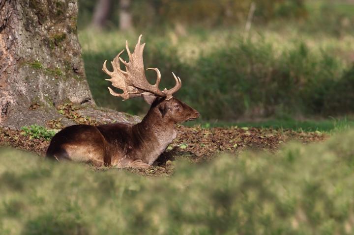 Daněk skvrnitý (Dama dama)