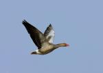 Greylag Goose (Anser anser)