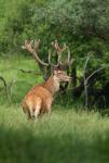 Jelen lesní (Cervus elaphus)