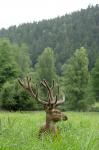 Red Deer (Cervus elaphus)