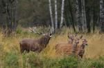 Jelen lesní (Cervus elaphus)