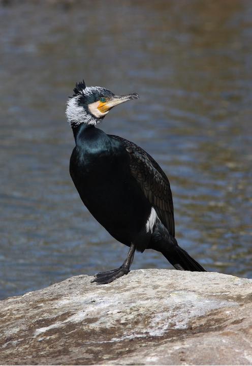  Kormorán velký ( Phalacrocorax carbo)
