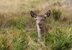 Red Deer (Cervus elaphus)