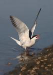 Common tern (Sterna hirundo)