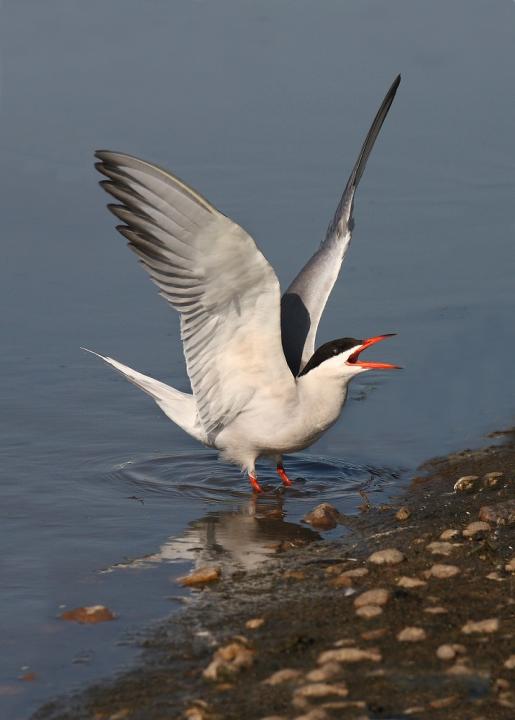 Rybák obecný (Sterna hirundo)