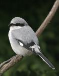 Great Grey Shrike (Lanius excubitor)