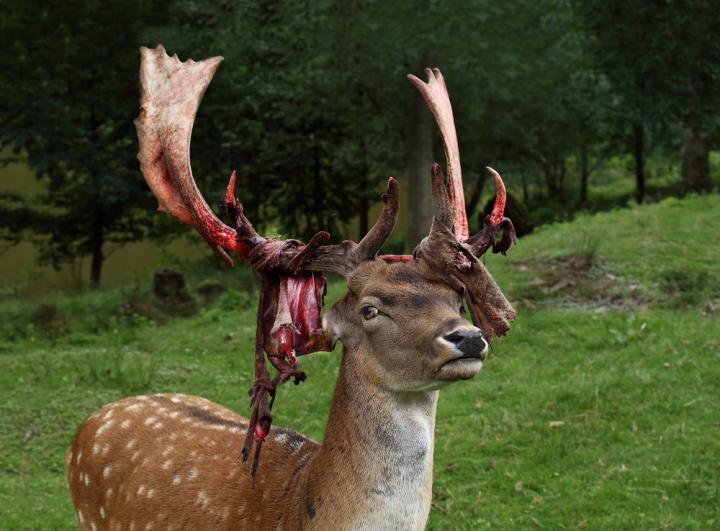 Daněk skvrnitý (Dama dama)